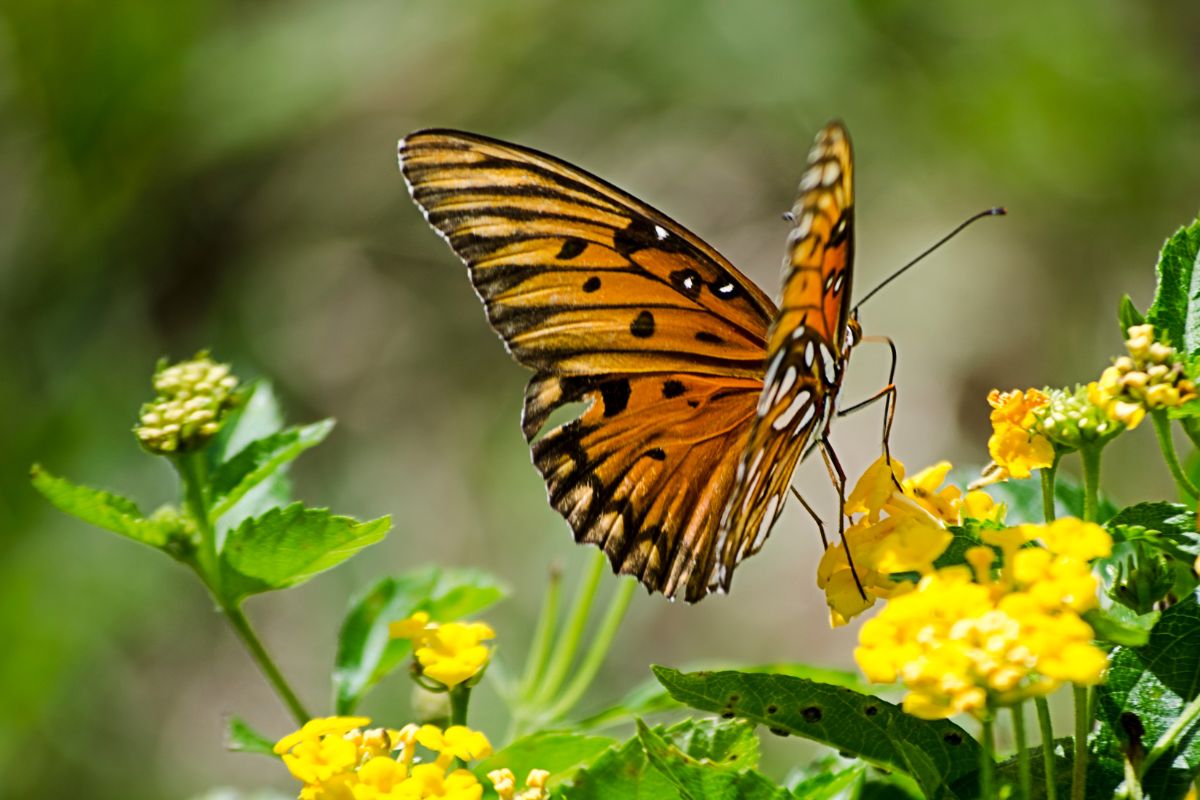 A vibrant orange butterfly with black markings on its wing perches on a cluster of small, yellow flowers. 