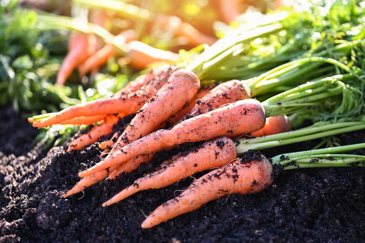 Freshly harvested carrots with green tops lie on dark soil with sunlight streaming in, highlighting their vibrant orange color and detailed texture.