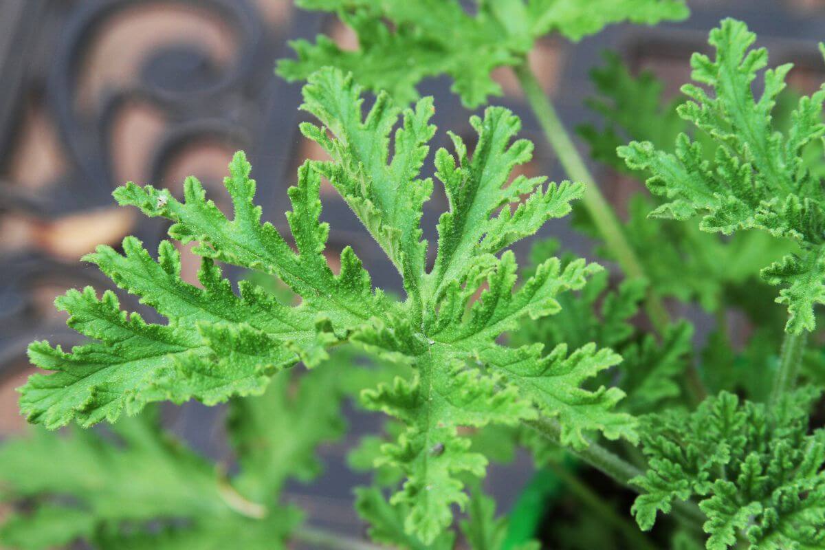 Close-up of lush, green citronella plant leaves with serrated edges.