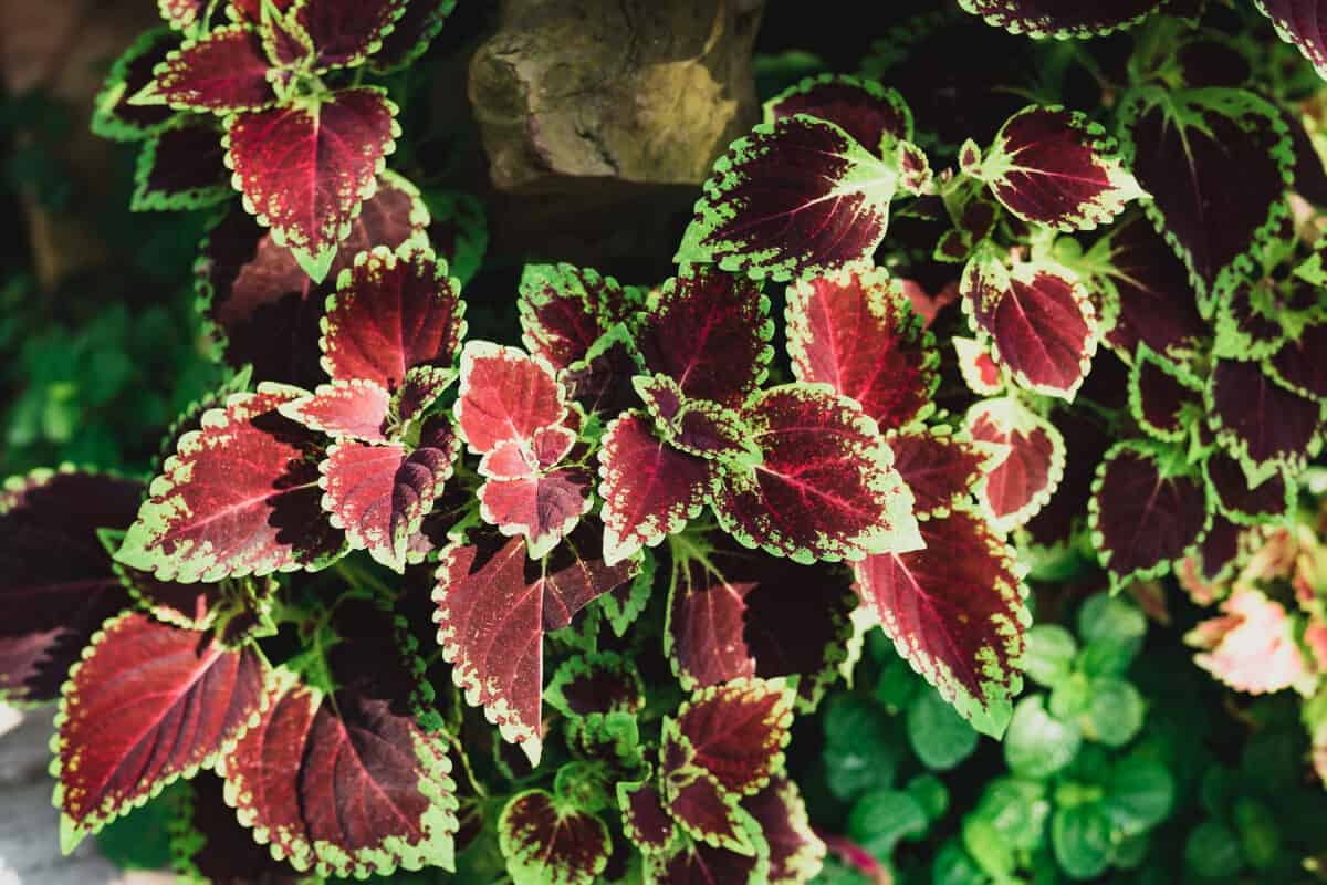 Coleus