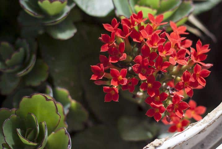 Kalanchoe Colorful Houseplant