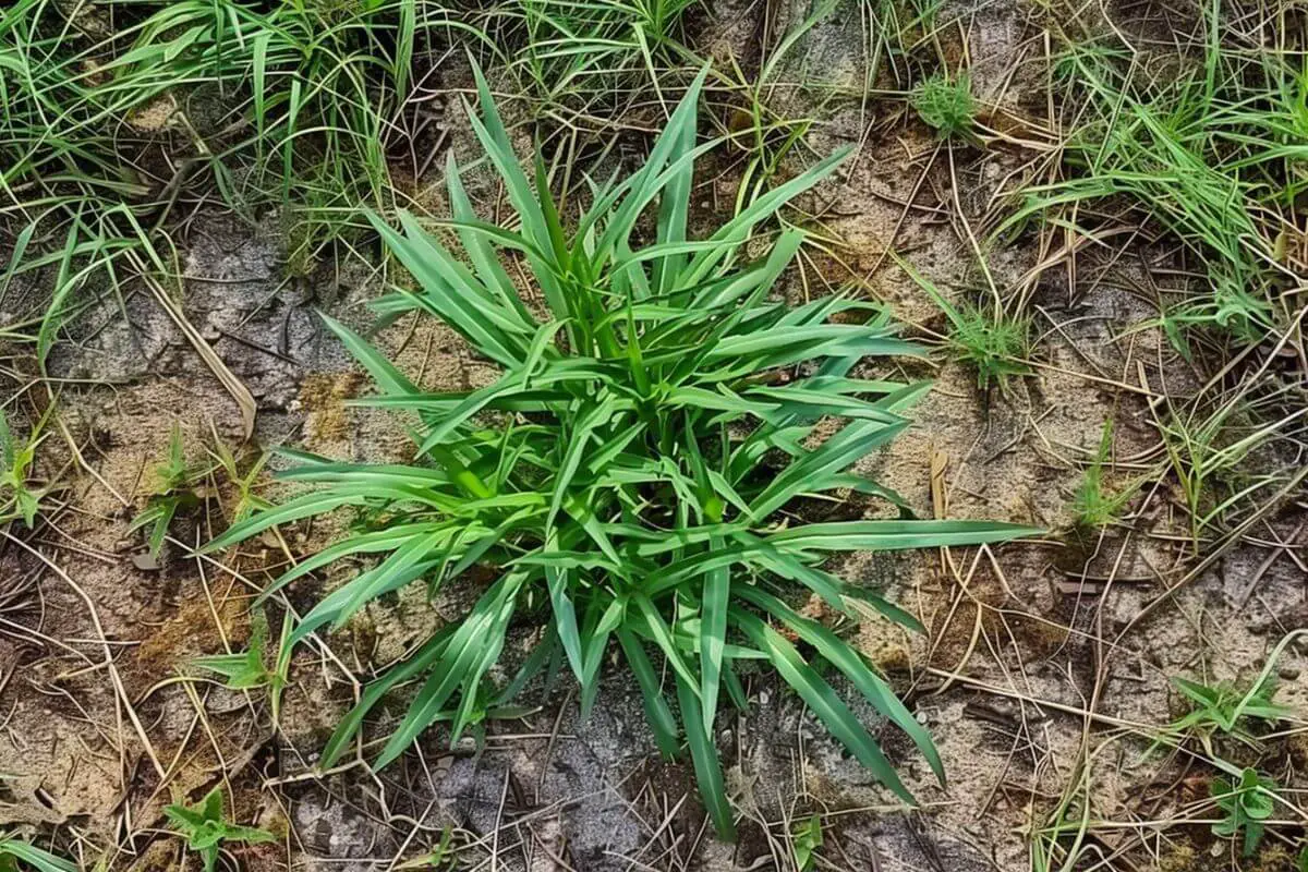 A clump of crab grass with long, thin blades is growing in a patch of mostly bare soil. 