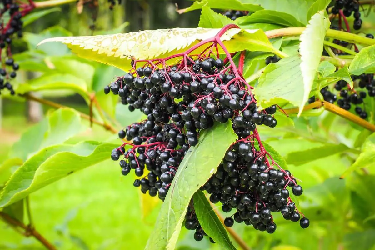 A cluster of ripe, dark purple elderberries, one of the wild edible plants, hanging from vibrant green foliage.