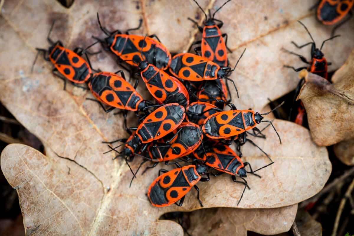 Fire Beetles