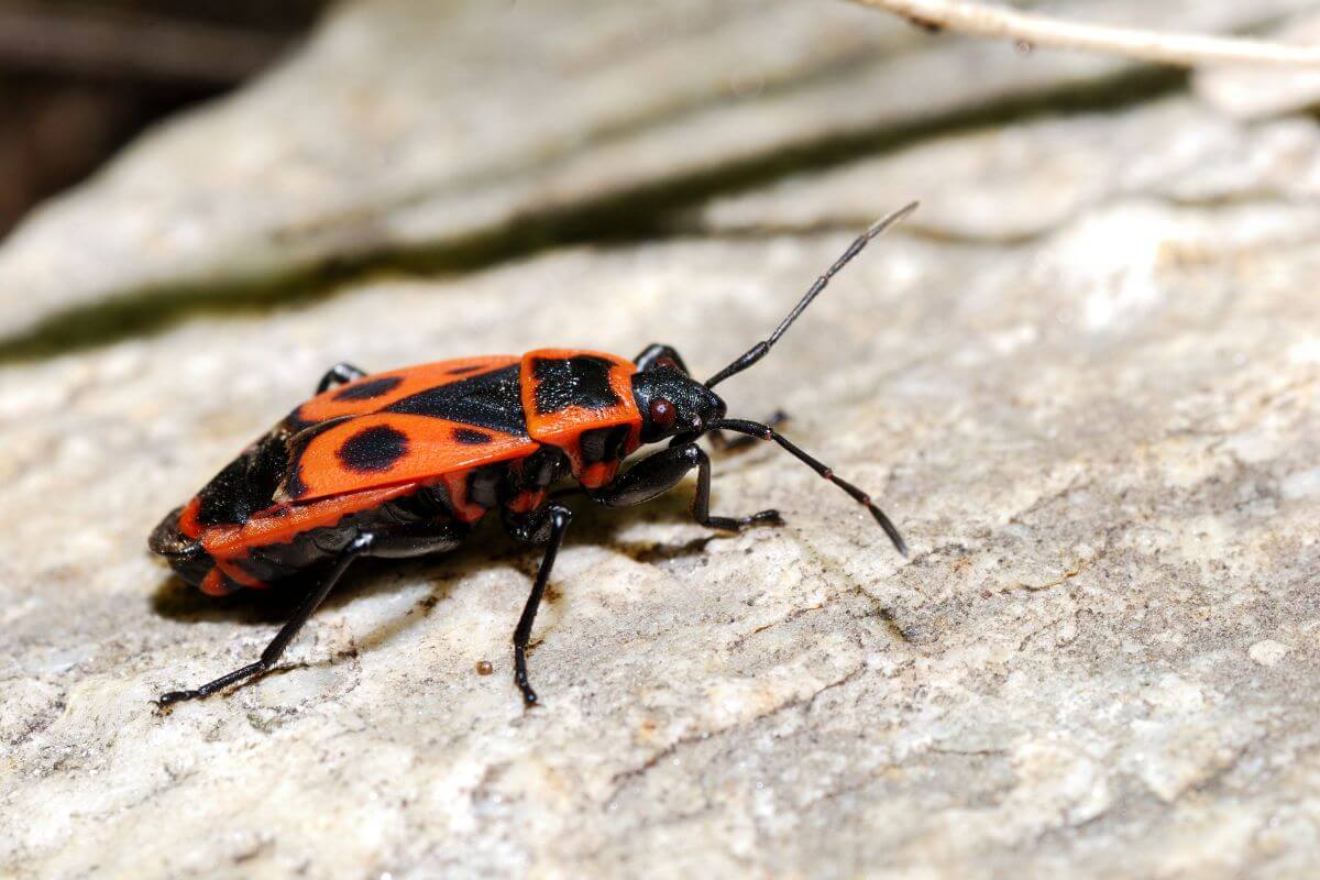 Close-up of a fire beetle on a stone surface.