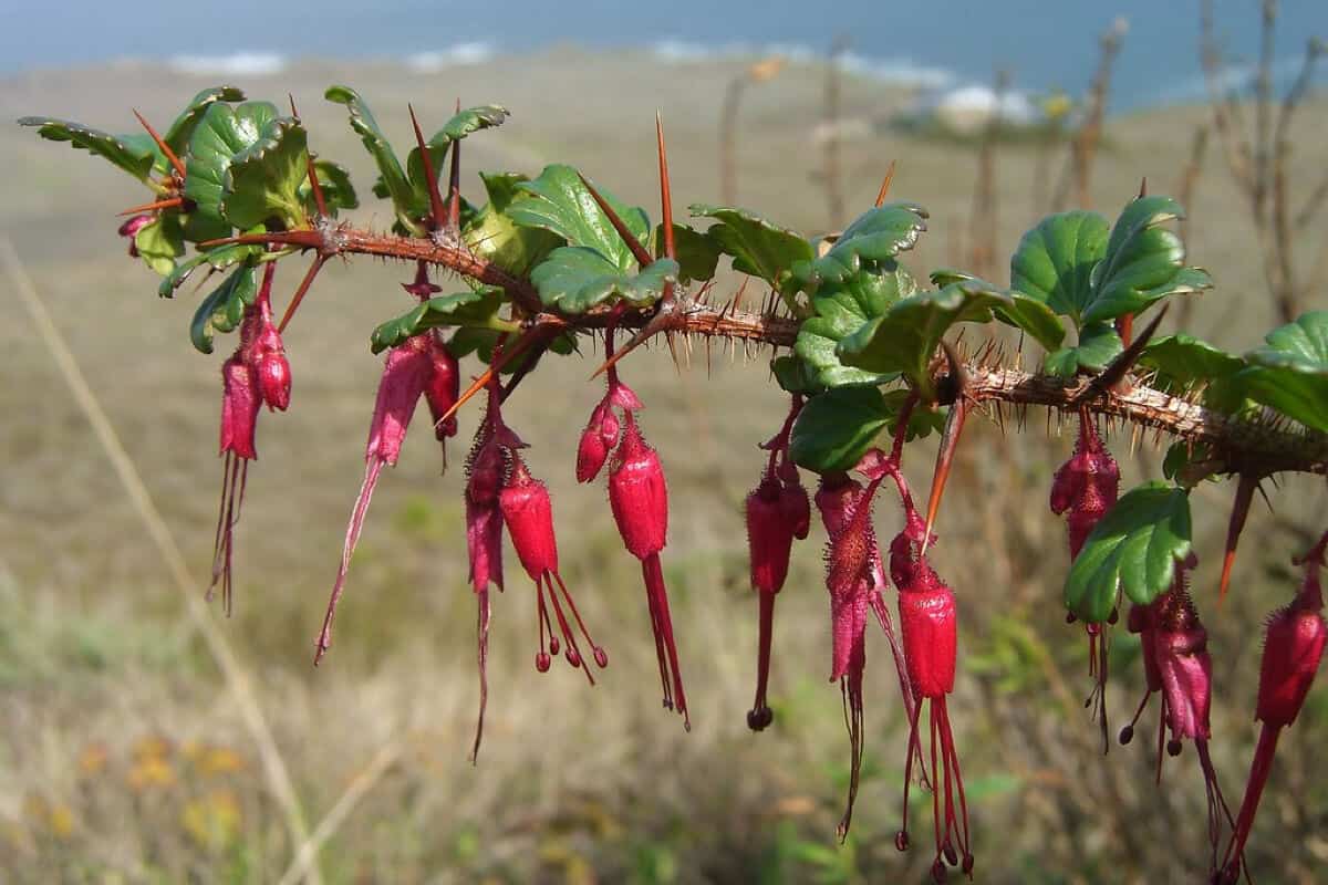 Fuchsiaflower Gooseberry