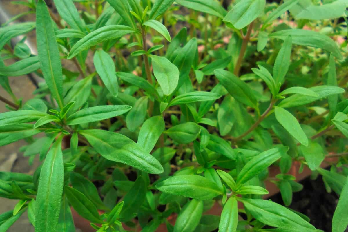 Garden Thyme Plants