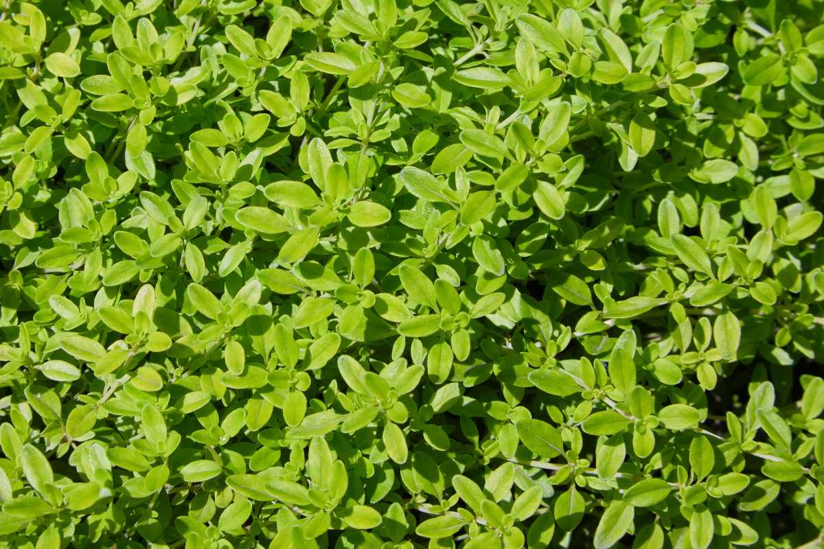 A dense cluster of fresh, bright green Garden Thyme leaves.