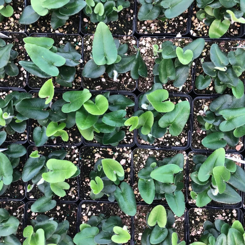 A top-down view of multiple small potted heart fern plants arranged in a grid.