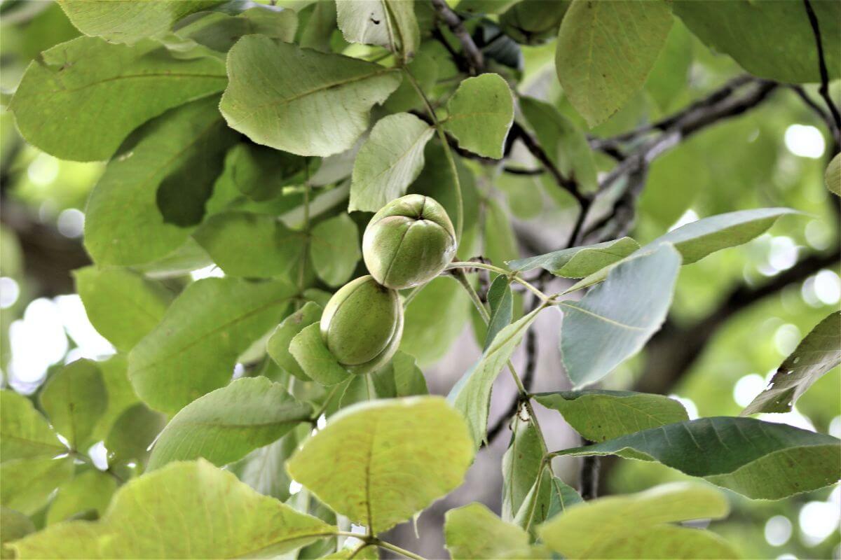 A Hickory tree branch displaying vibrant green leaves and three round green nuts clustered together. 
