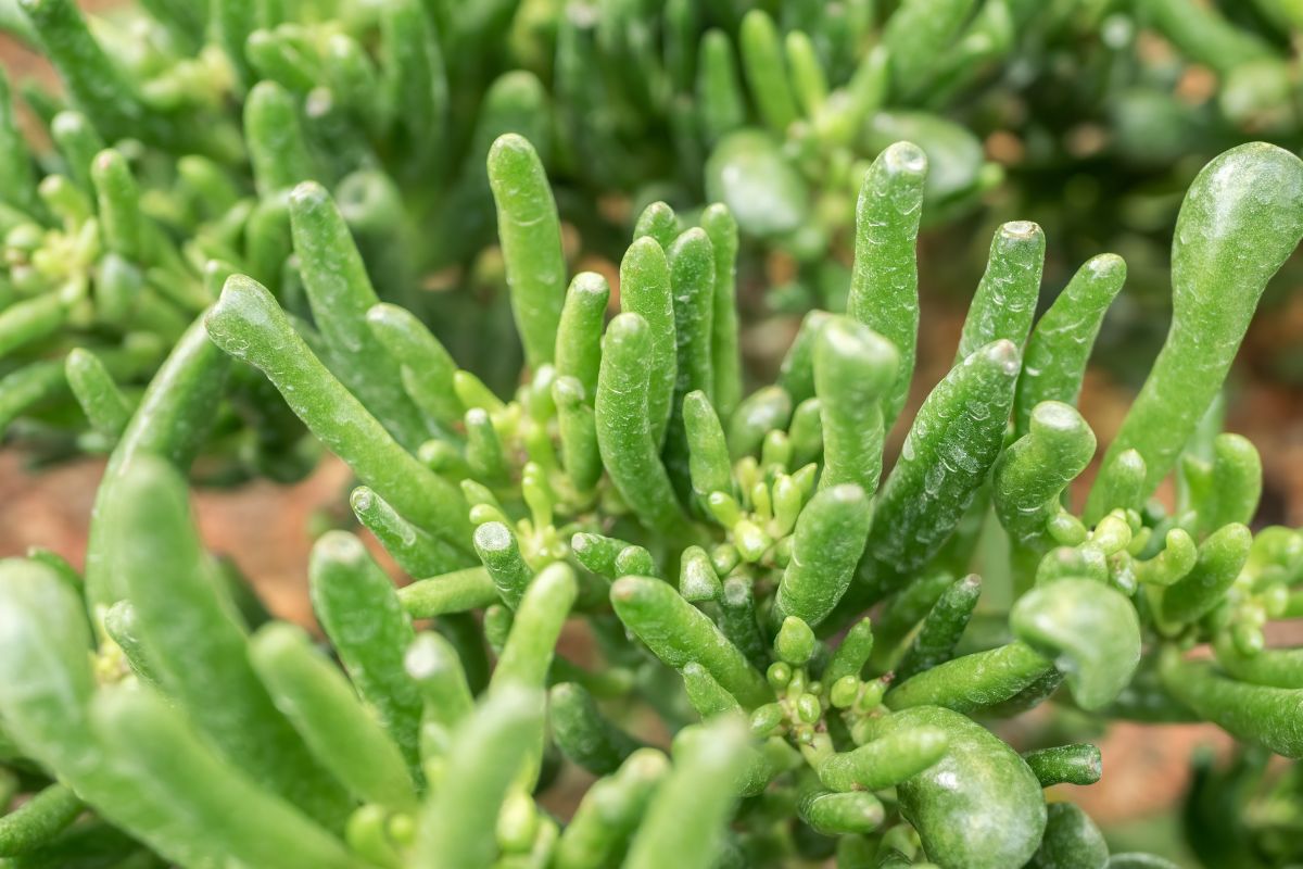 Close-up of a thriving green Hobbit jade plant with many cylindrical leaves.