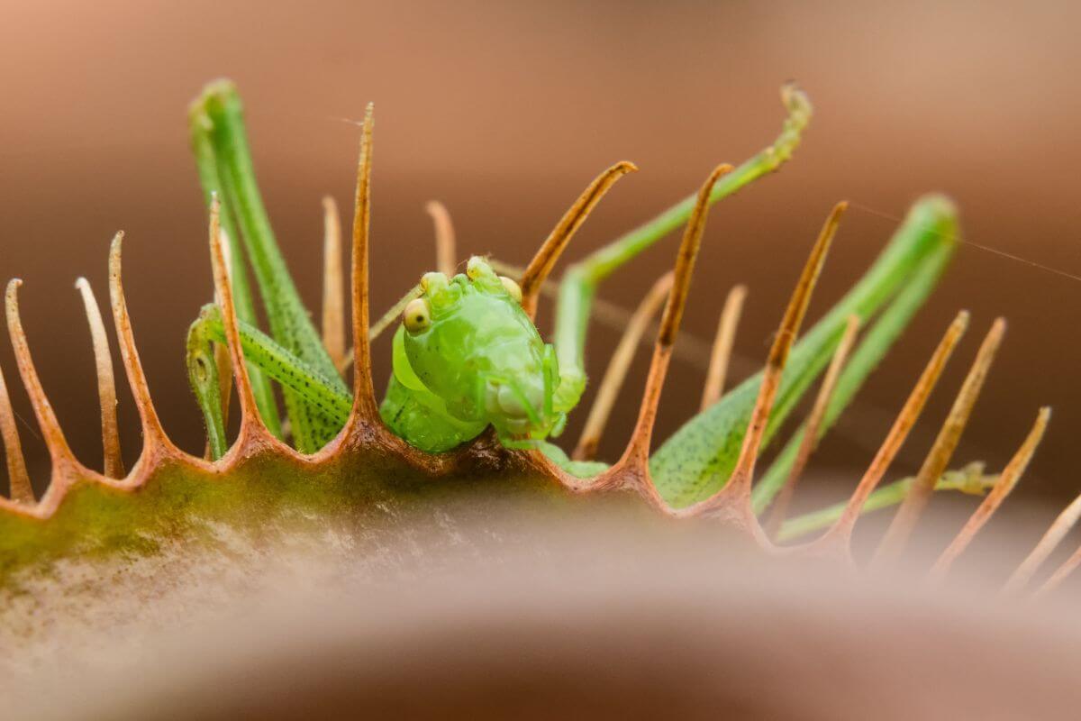 A close-up of a green grasshopper caught in the trap of a Venus flytrap plant.