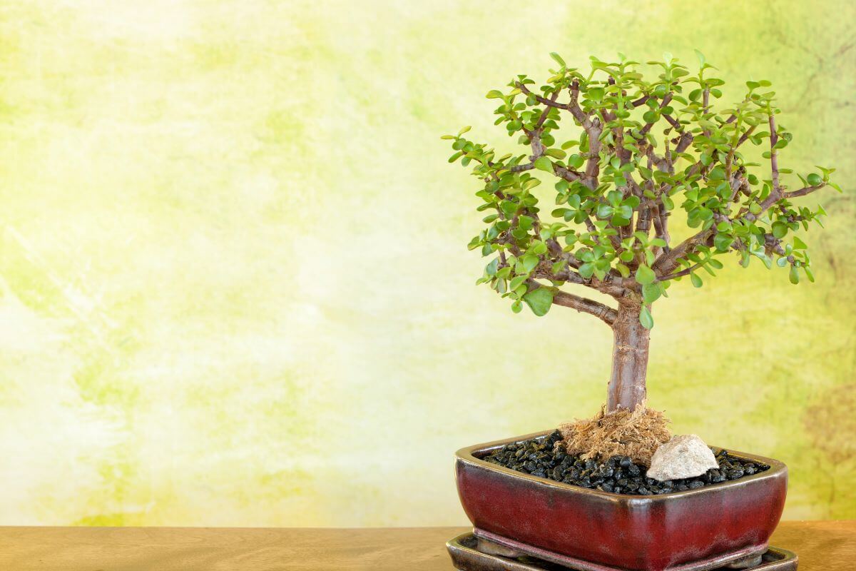 A potted jade bonsai tree with small green leaves is displayed against a yellowish-green, blurred background.