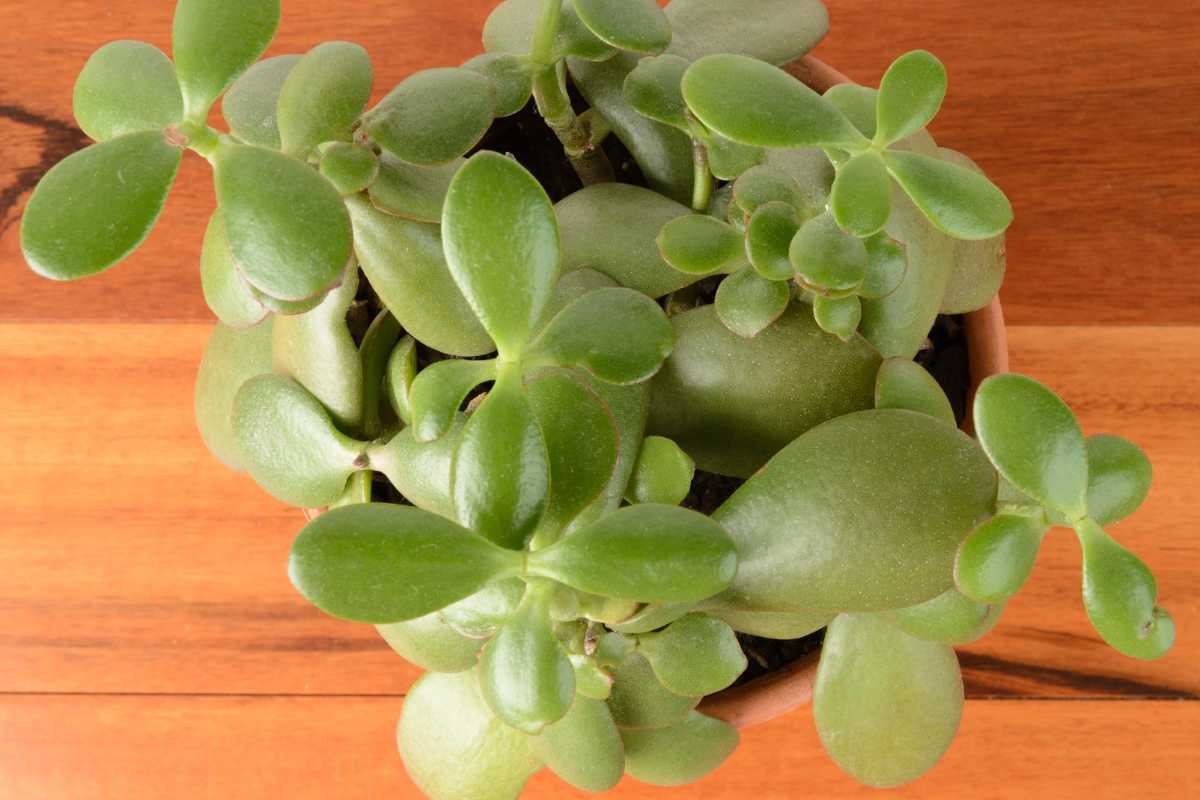 A jade plant with thick, oval-shaped green leaves in a small, round terracotta pot. 