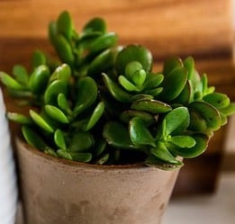Jade Plant Most Common and Popular Houseplant