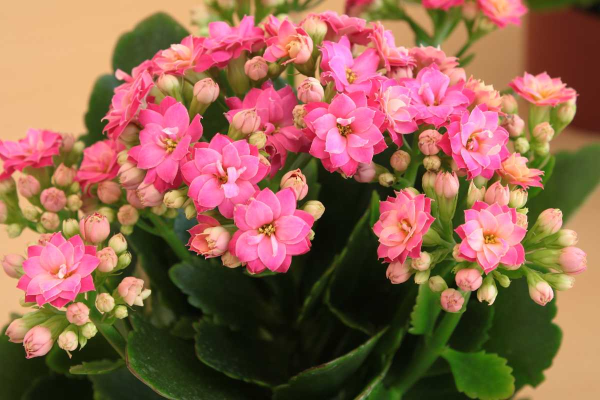 A colorful houseplant with clusters of small pink blossoms and dark green leaves. 