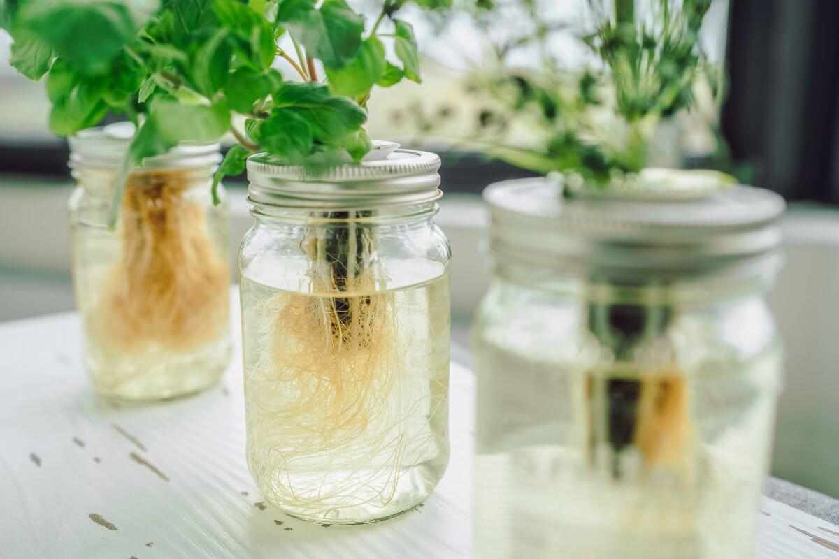 Three glass jars filled with water hold green plants with exposed roots, showcasing what is hydroponics in the Kratky method.