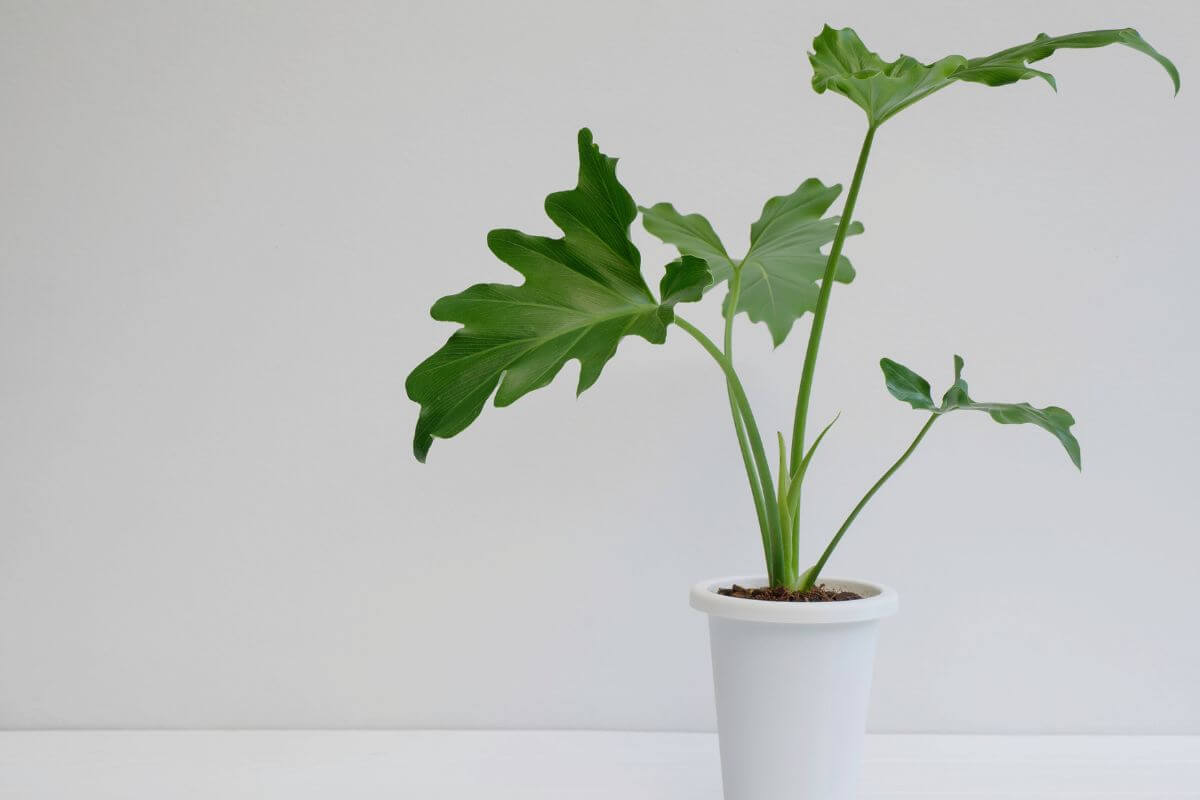 A potted Lacy Tree Philodendron flaunts its large green lobed leaves in a simple white pot against a plain light-colored background.