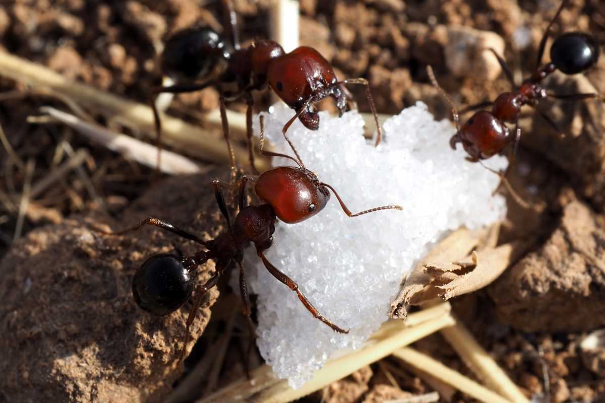 Four ants surrounding and feeding on a white sugar on the ground. 