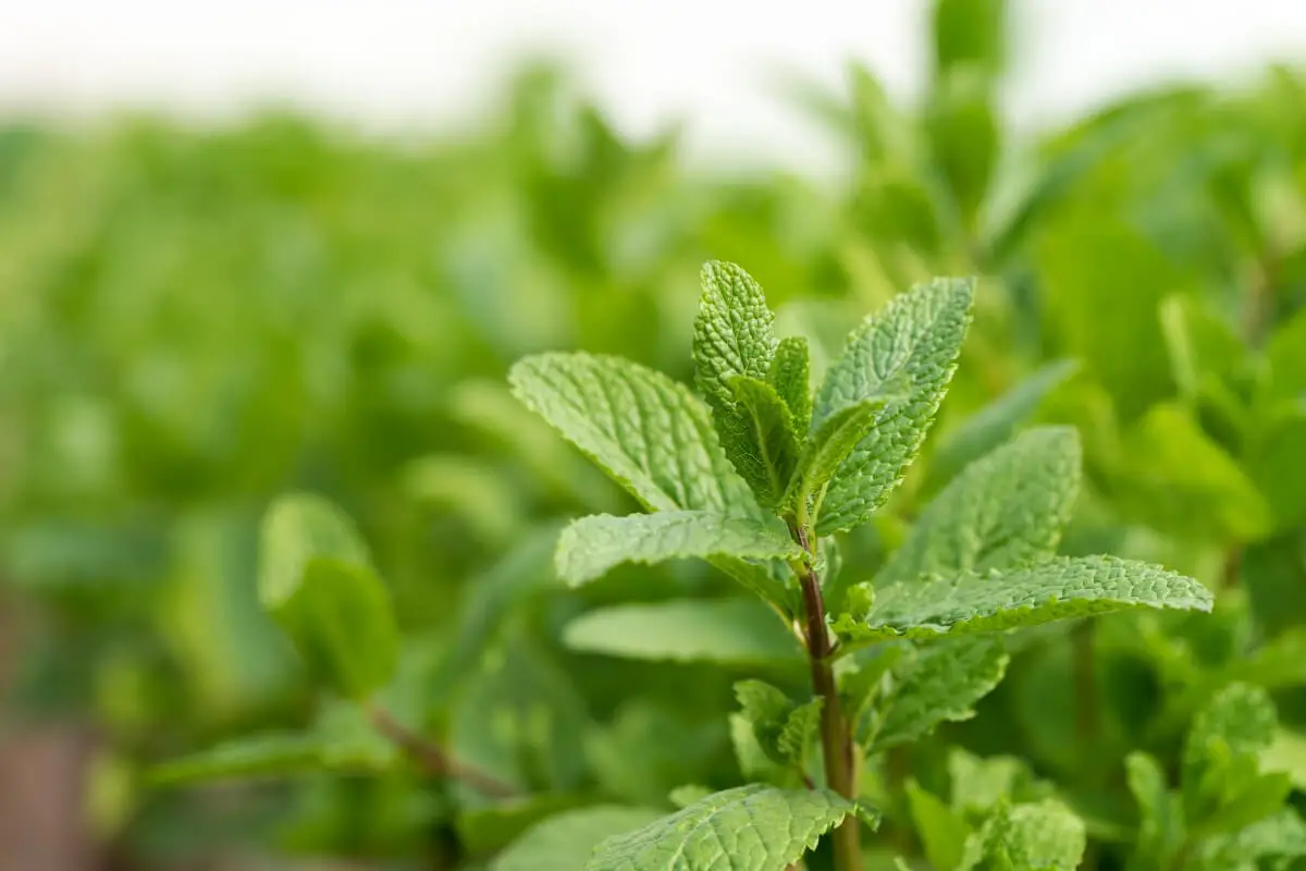 A lush green mint plant, one of the fall edible plants, with vibrant, textured leaves.