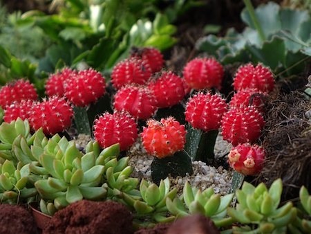 Moon Cactus Cool and Unique Houseplant