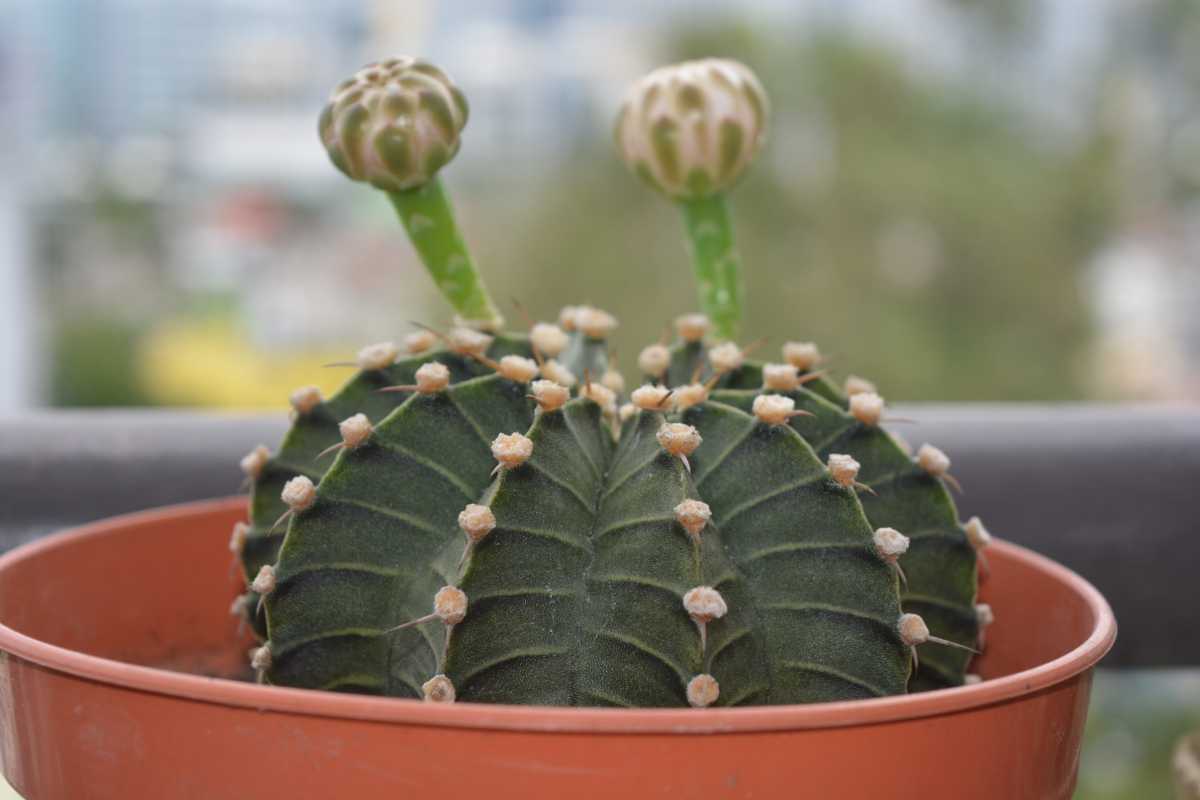 A unique houseplant: a round green cactus in an orange pot with two tall stems emerging from its top, each crowned with a budding flower. 