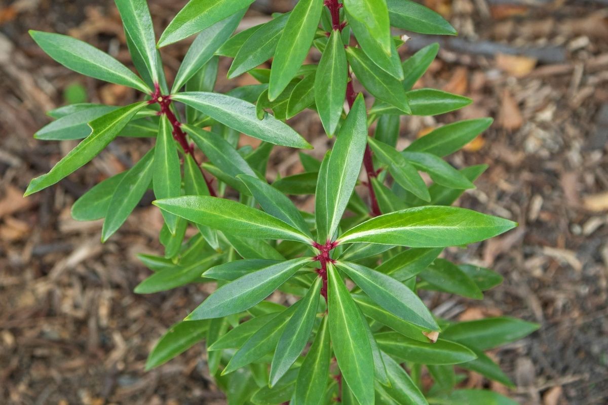 Close-up view of green drimys lanceolata leaves with red stems, growing in a natural, wooded setting.