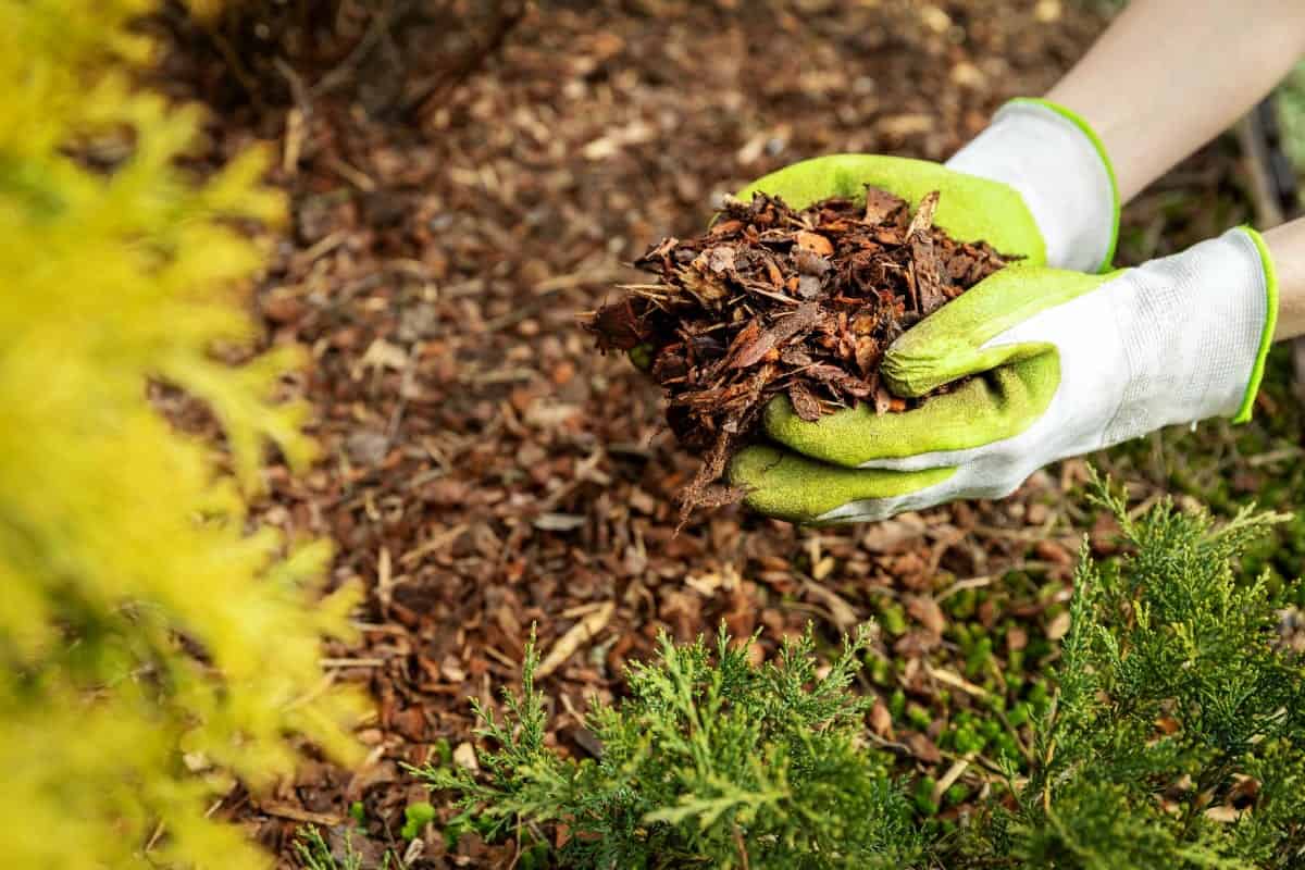 Hand Scooping Mulch