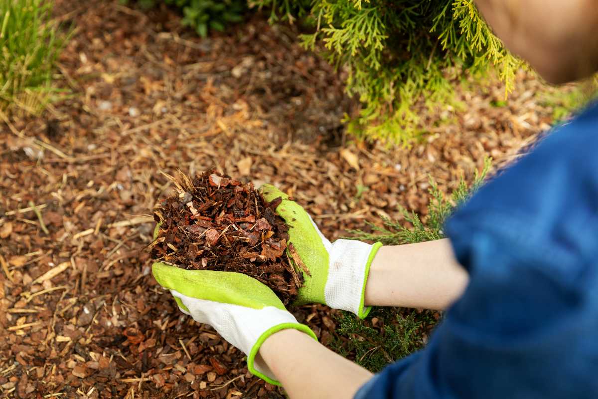 A person wearing green and white gardening gloves is holding a handful of mulch. 