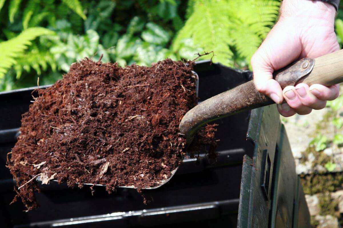 A hand holding a shovel loaded with rich, dark compost. The compost, perfect as bird of paradise fertilizer, is being transferred into a black compost bin.