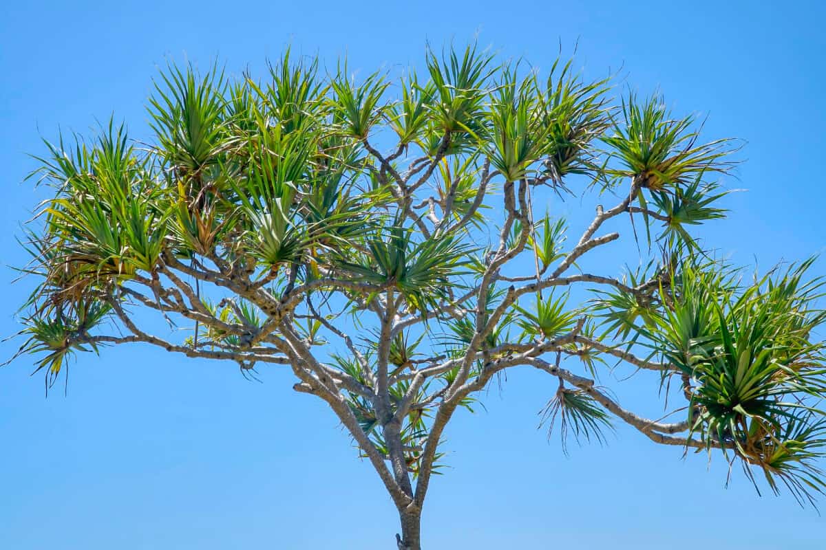 Pandanus