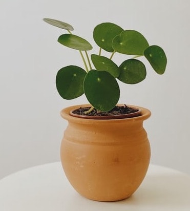 Pilea Plant Small Houseplant