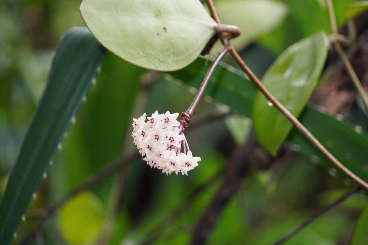 Porcelain Flower Plant