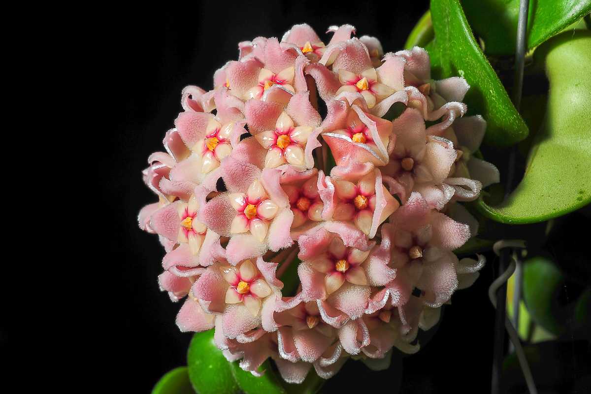 A cluster of pale pink Porcelain Flower Plant with dark pink centers and star-shaped petals. 