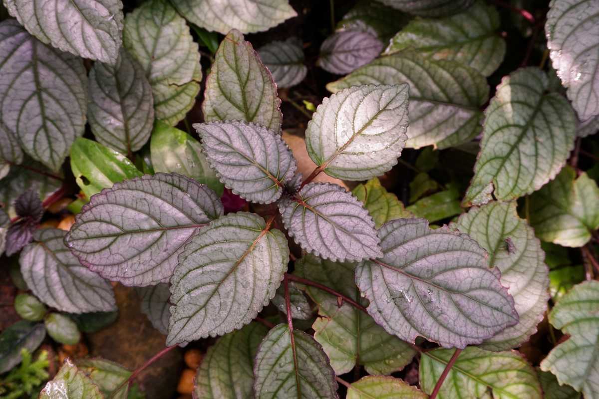 A cluster of Purple Waffle plants with purple and green leaves, showcasing their textured surface and prominent veins. 