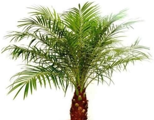 Pygmy Date Palm