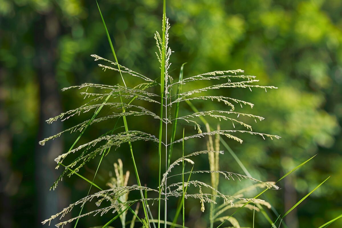 Close-up of tall, nutritious ricegrass with delicate seed heads against a blurred green background of foliage.