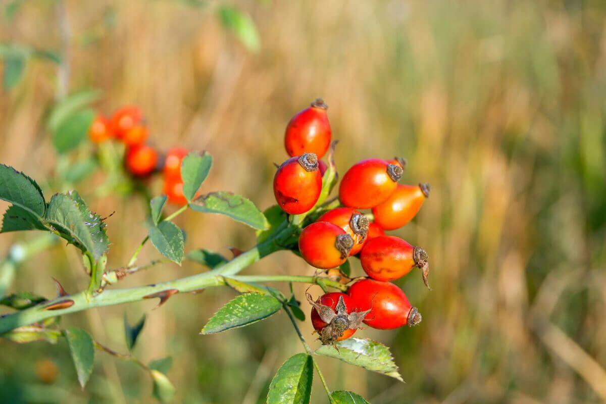 Bright red rose hips, one of the edible berry bushes, growing on a thorny stem with green leaves.