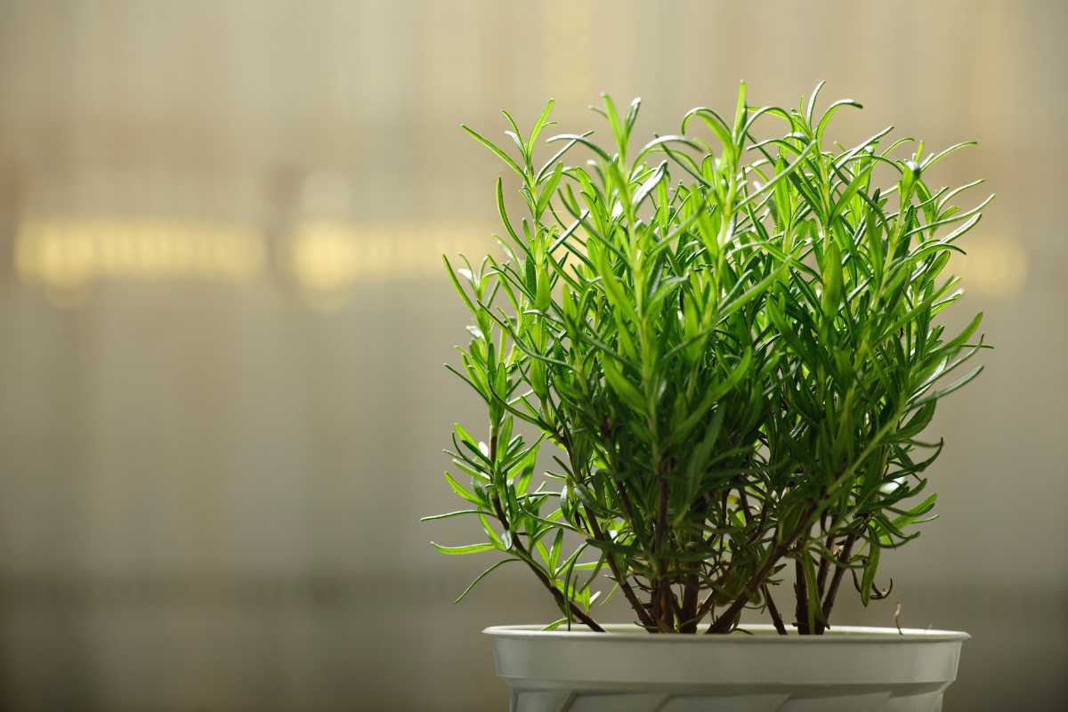 A small potted rosemary plant sits in a white container. 