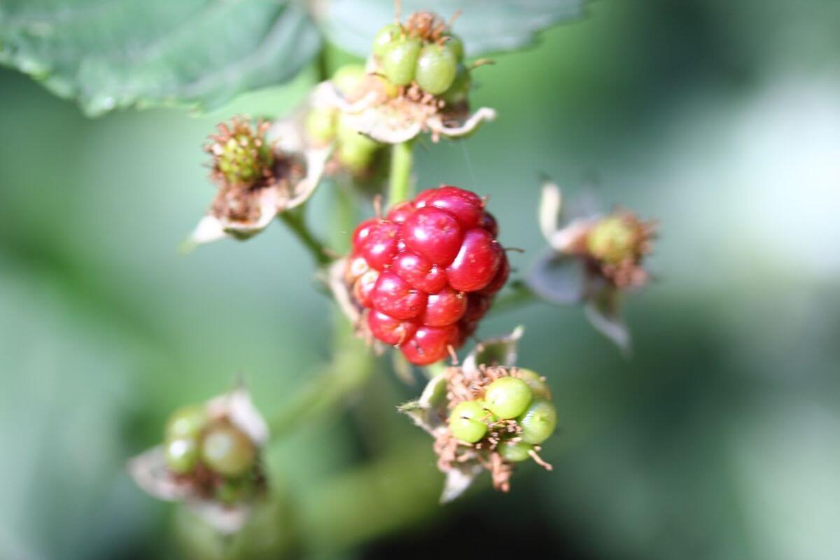 A cluster of salmonberries, one of the edible wild berries, with the central berry turning red, while the surrounding berries are green and still developing.