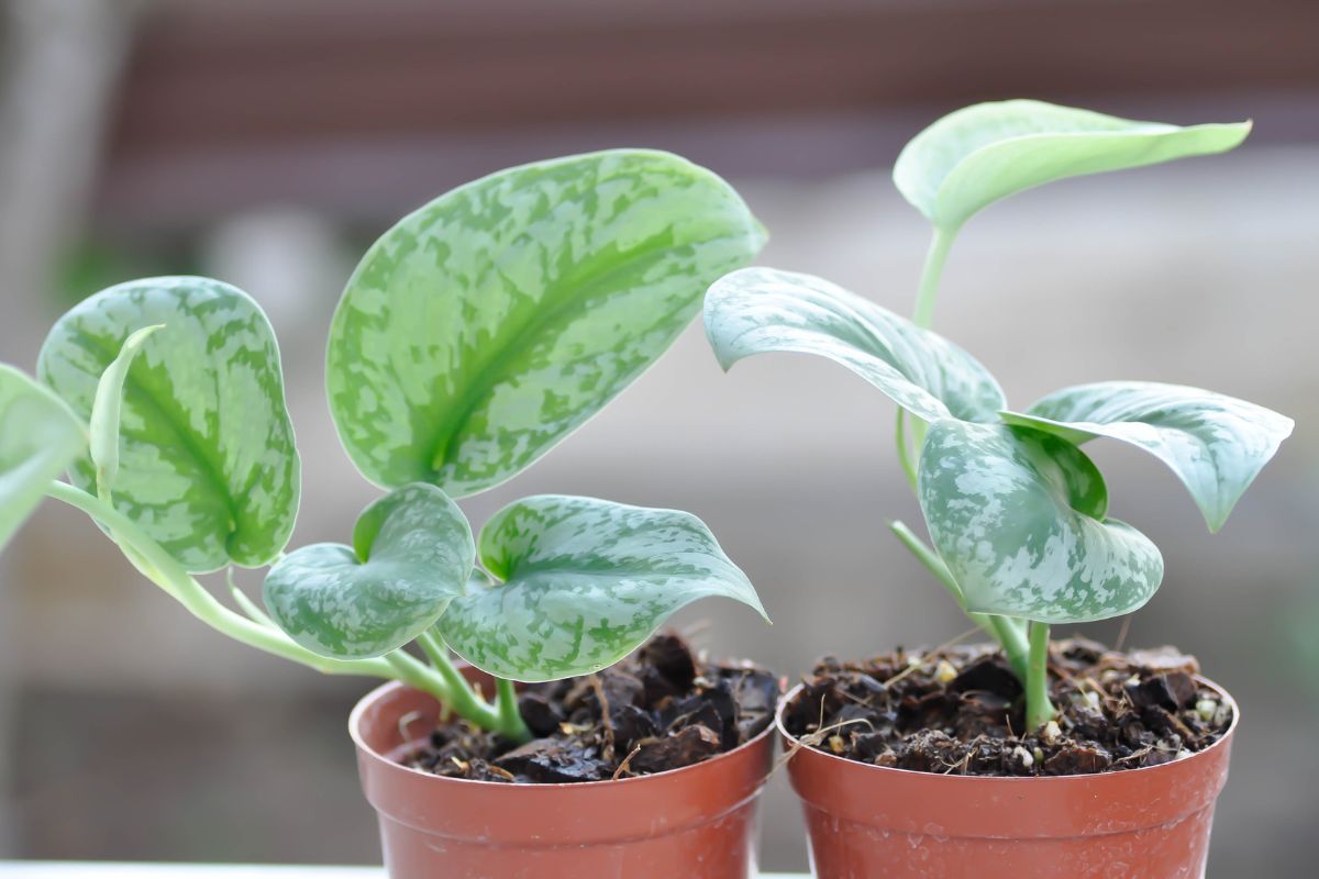 Two potted silver satin pothos plants have broad green leaves featuring light green speckles.