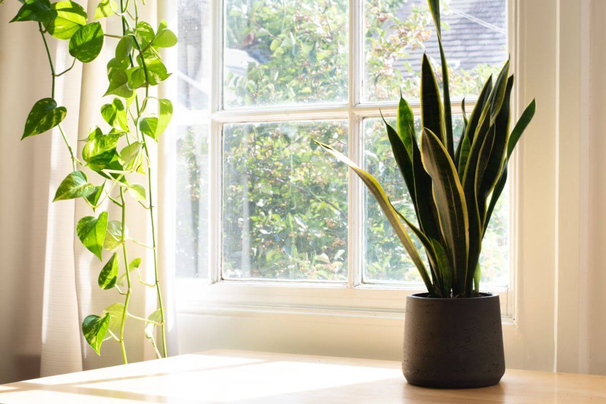A well-lit room featuring a sunny window with green leafy vines hanging on the left and an air purifying snake plant on a wooden table near the window. 