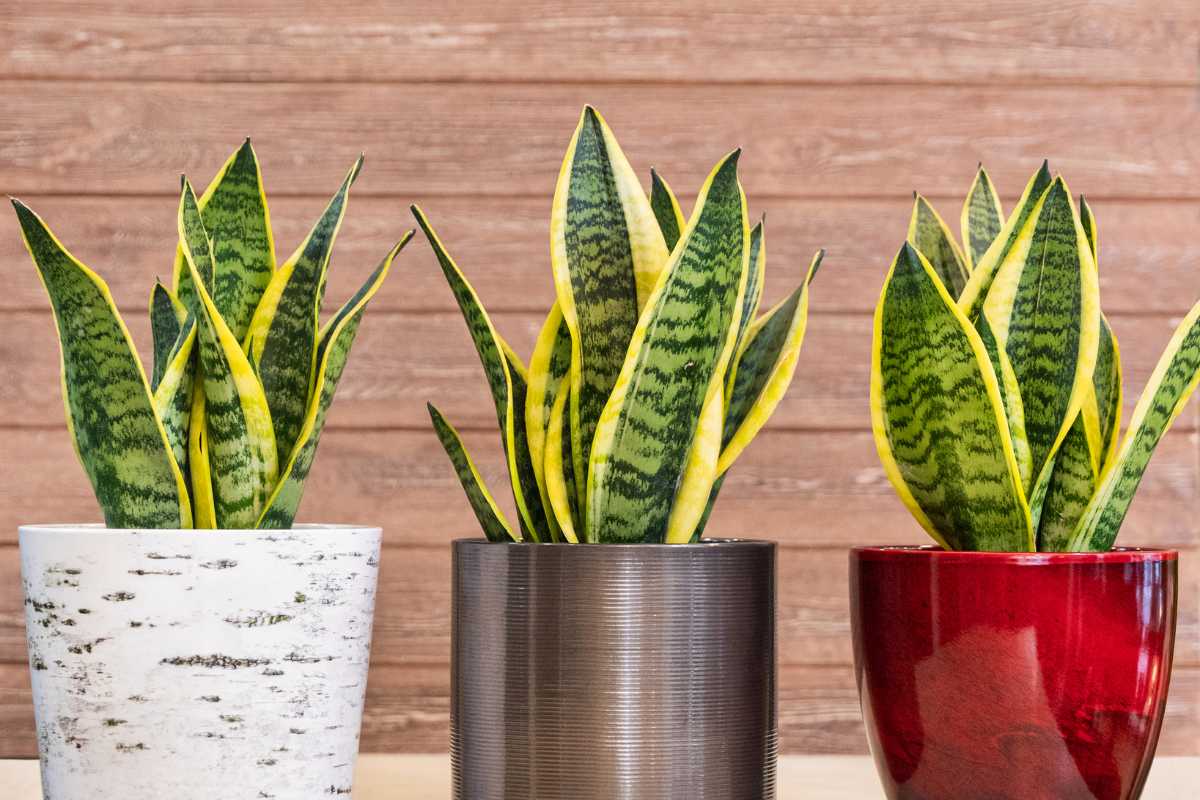 Three snake plants in pots. The left pot is white with a birch-tree pattern, the middle pot is metallic gray with a ribbed texture.