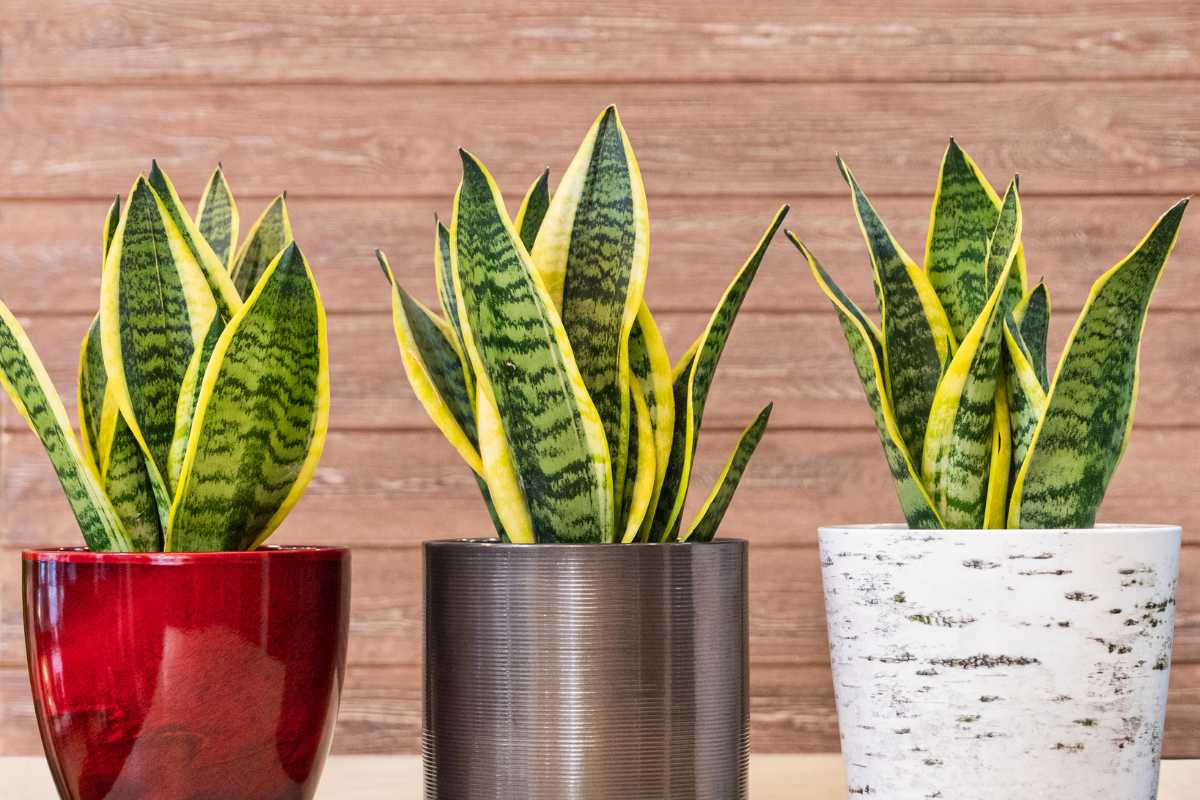 Three potted snake plants displayed in red, gray, and white pots. 