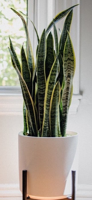 Snake Plant For Offices With No Windows