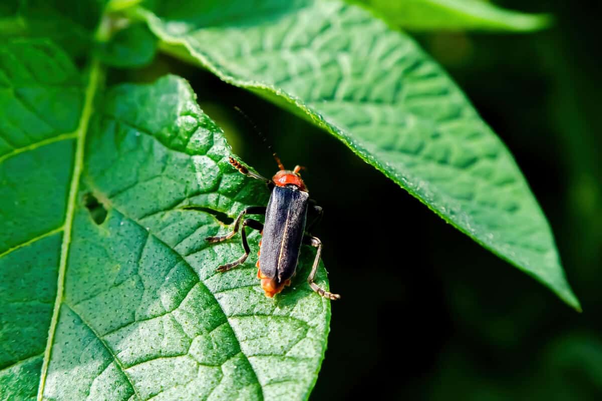 Soldier Beetle