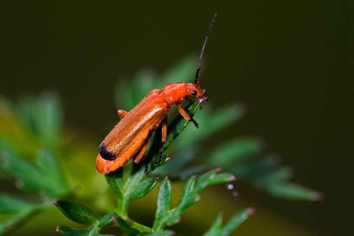 An orange-red soldier beetle, one of several beneficial predatory insects, with a black-tipped abdomen perched on a green leaf against a dark green background. 