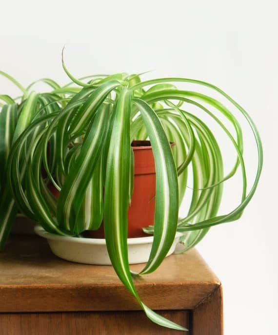 Spider Plant Best Window Plant