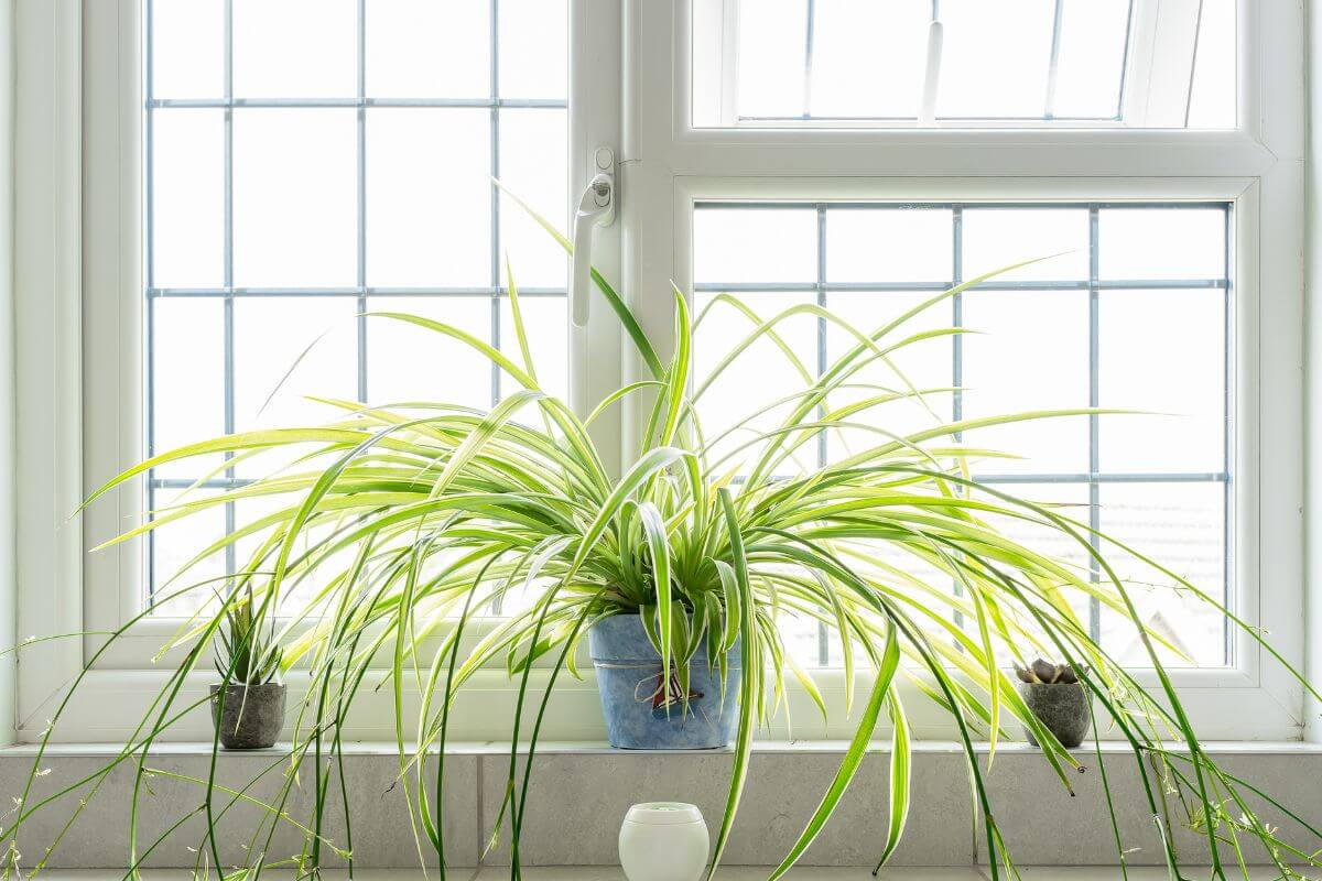 A large spider plant in a blue pot sits on a windowsill, flanked by two smaller window plants in gray pots.