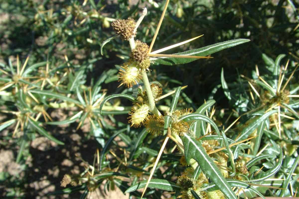 Spiny Cocklebur